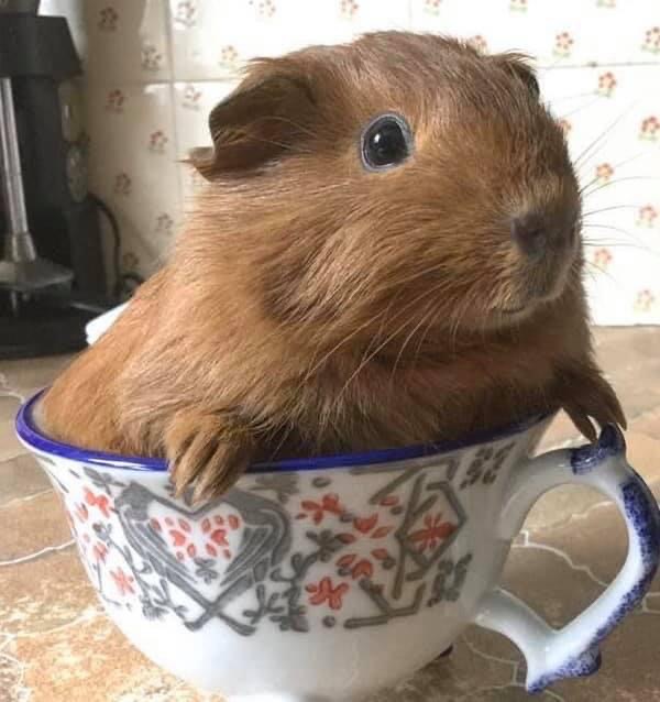 The Flank Spay in Guinea Pigs